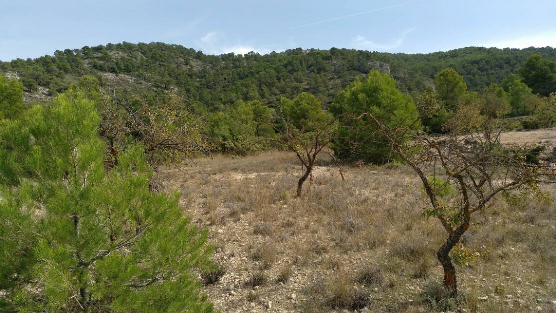 Venta - Land - Abanilla - Abanilla Centro