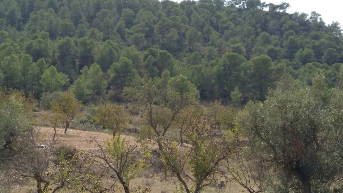 Venta - Land - Abanilla - Abanilla Centro