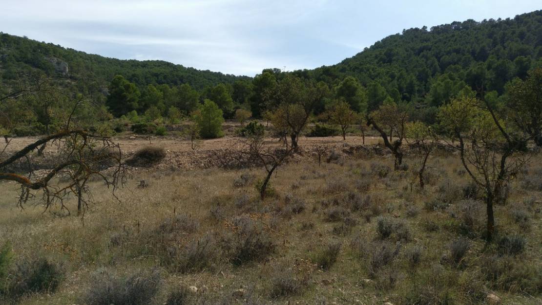 Venta - Land - Abanilla - Abanilla Centro