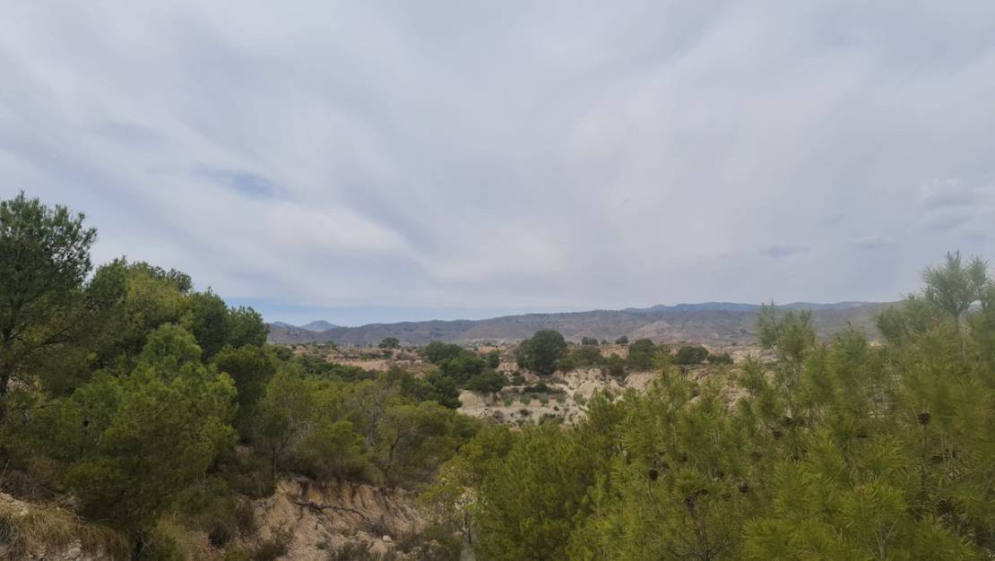 Venta - Land - Abanilla - Abanilla Centro