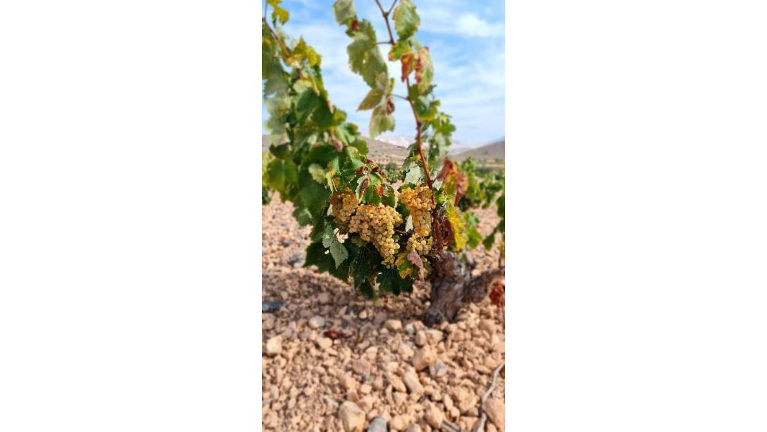 Venta - Land - Abanilla - Abanilla Centro