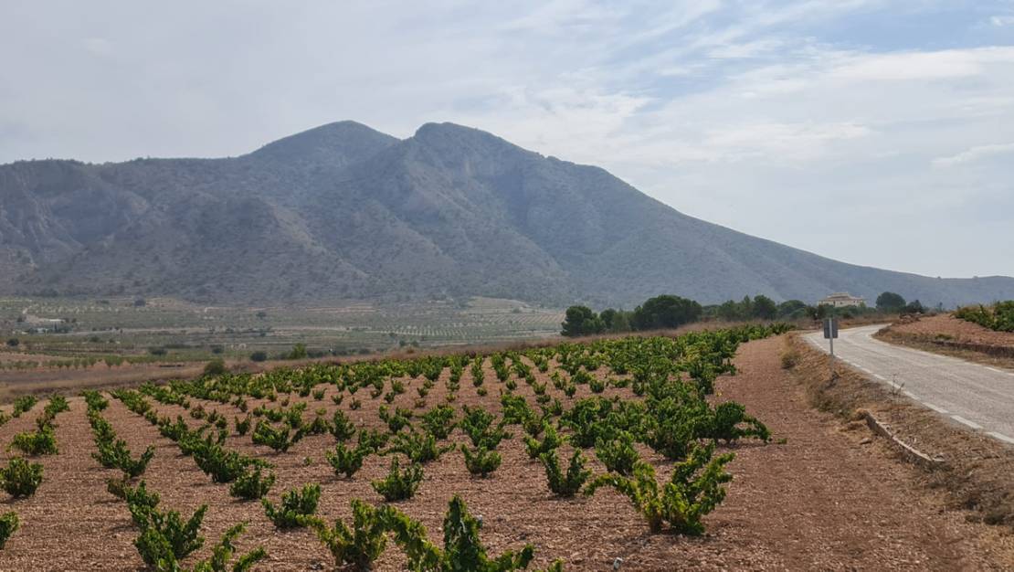 Venta - Land - Abanilla - Abanilla Centro