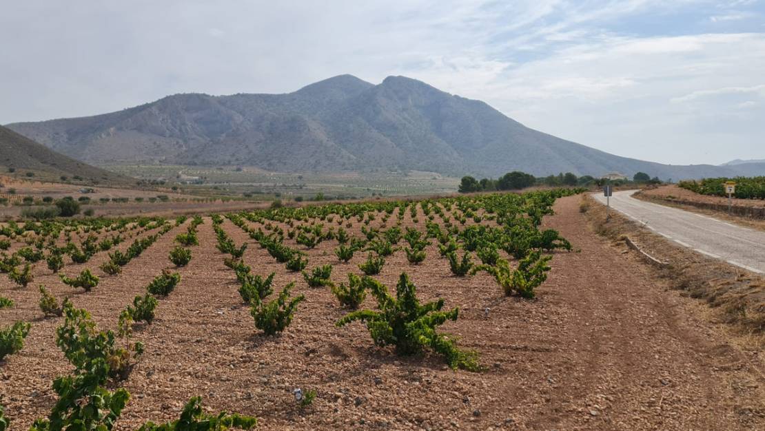 Venta - Land - Abanilla - Abanilla Centro