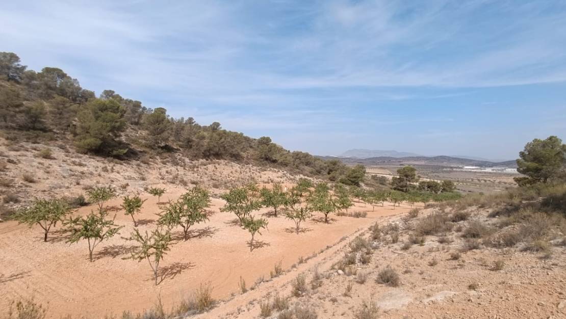 Venta - Land - Abanilla - Abanilla Centro