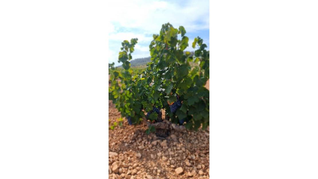 Venta - Land - Abanilla - Abanilla Centro