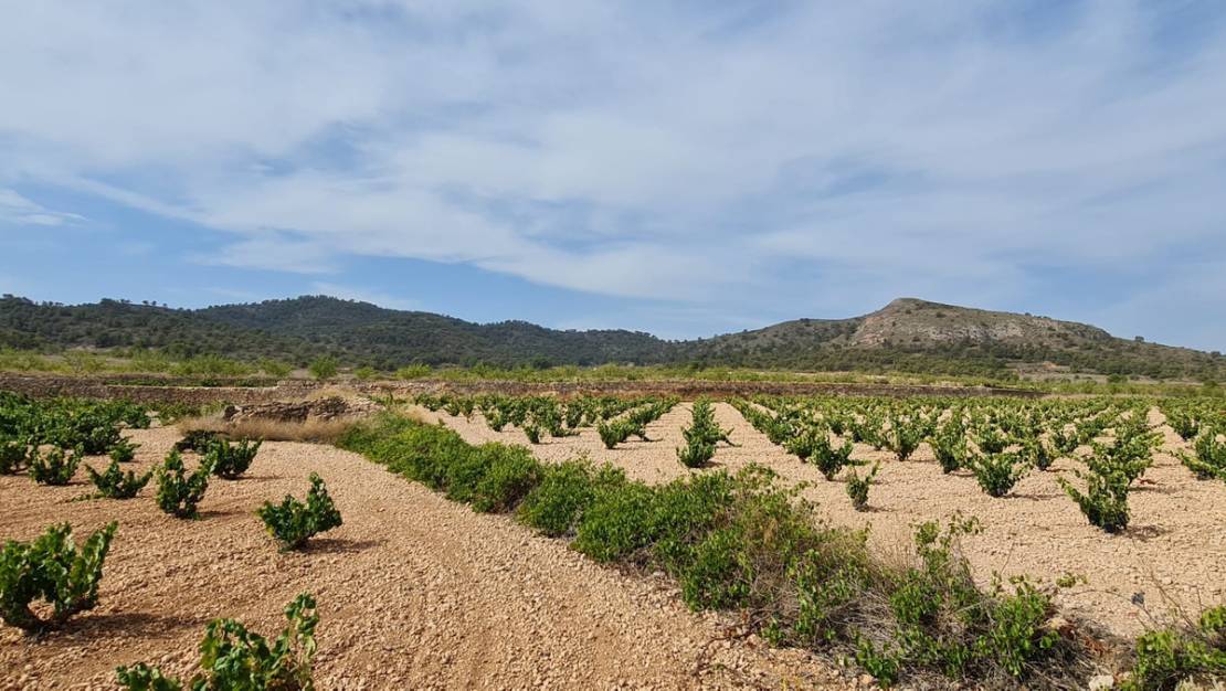 Venta - Land - Abanilla - Abanilla Centro