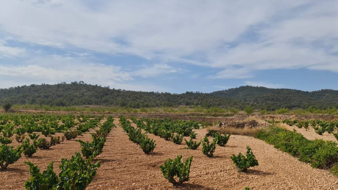 Venta - Land - Abanilla - Abanilla Centro