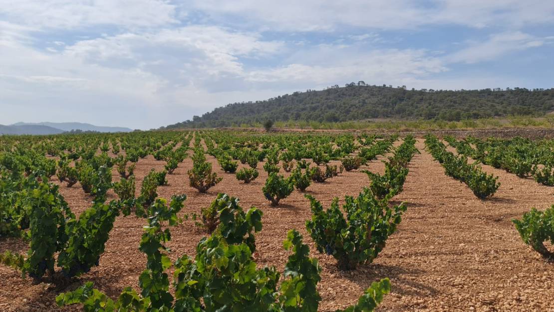 Venta - Land - Abanilla - Abanilla Centro