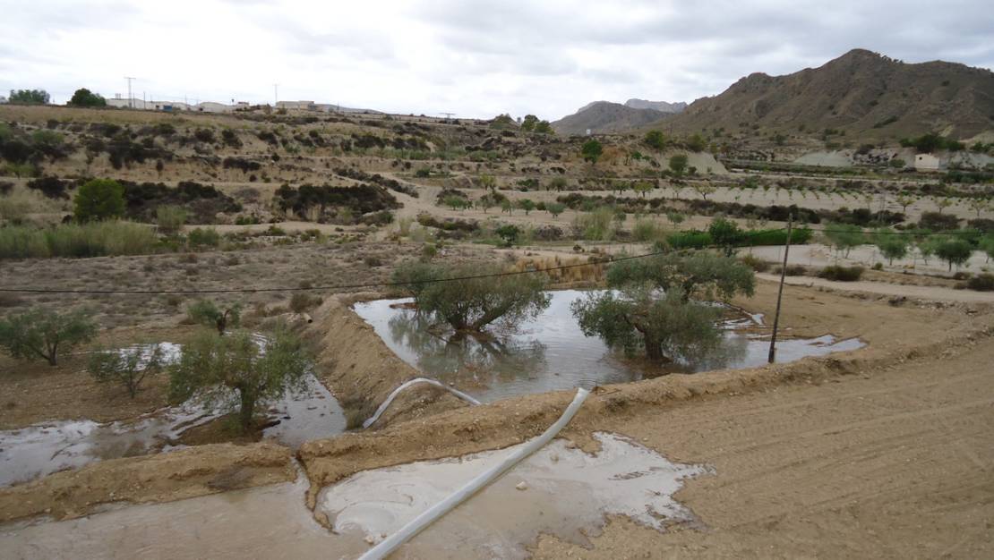 Venta - Land - Abanilla - Abanilla Centro