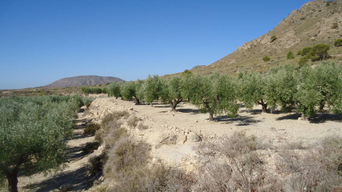Venta - Land - Abanilla - Abanilla Centro