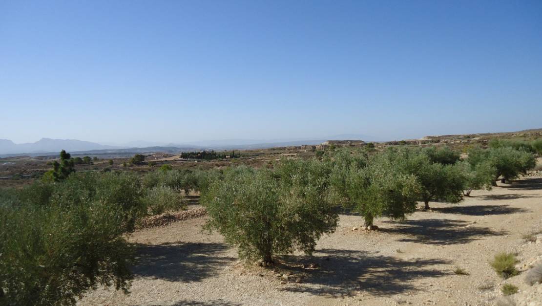 Venta - Land - Abanilla - Abanilla Centro