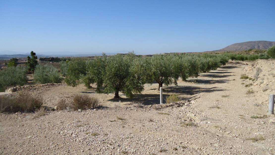 Venta - Land - Abanilla - Abanilla Centro