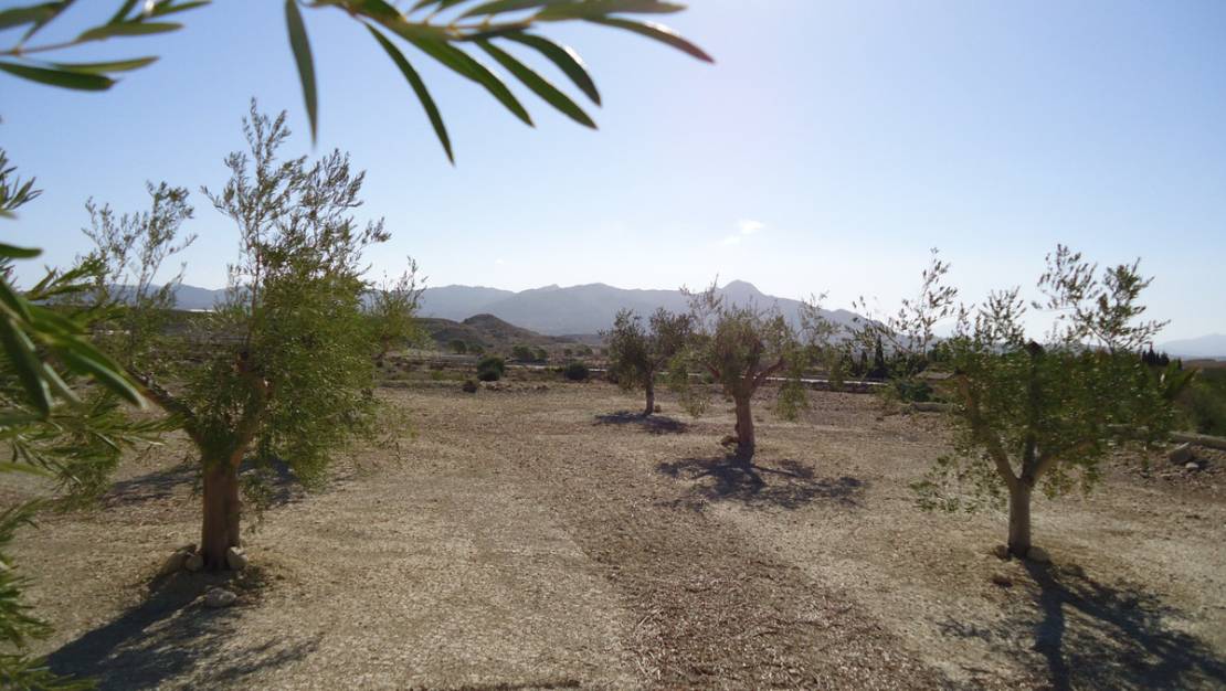 Venta - Land - Abanilla - Abanilla Centro