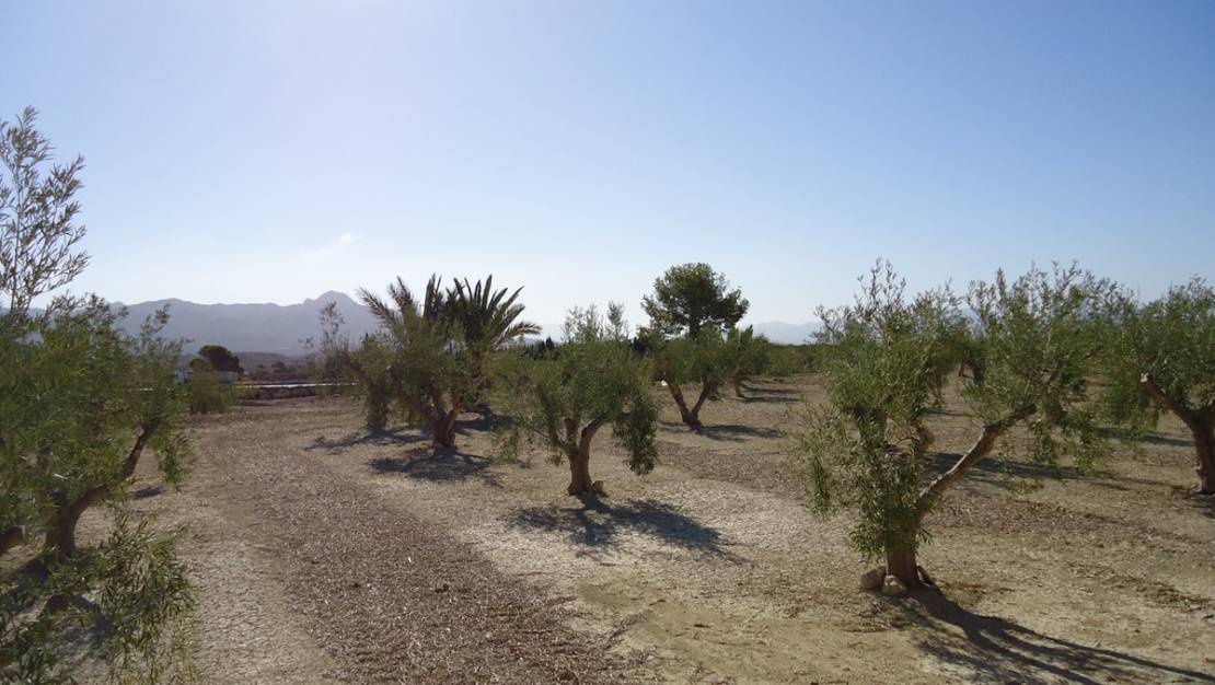 Venta - Land - Abanilla - Abanilla Centro