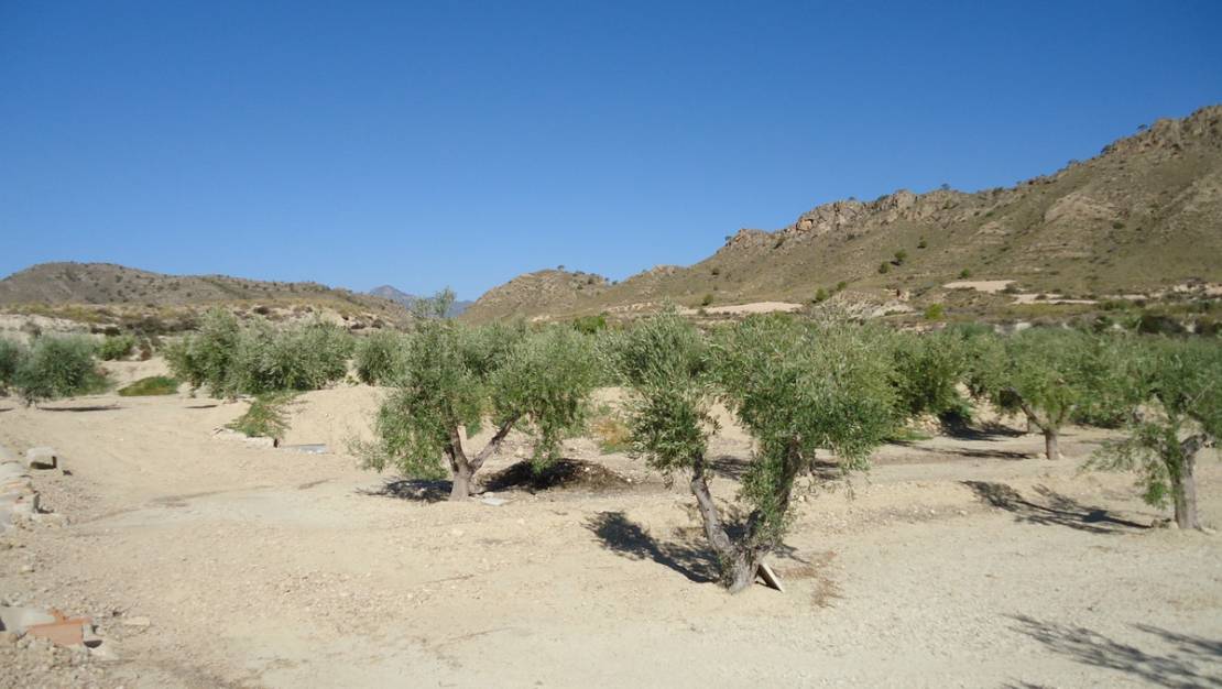 Venta - Land - Abanilla - Abanilla Centro