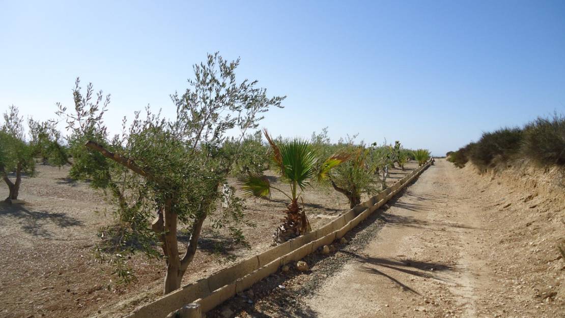 Venta - Land - Abanilla - Abanilla Centro