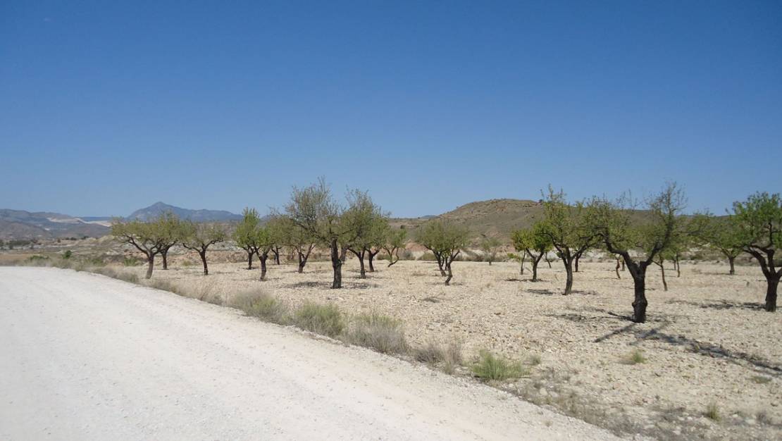 Venta - Land - Abanilla - Abanilla Centro