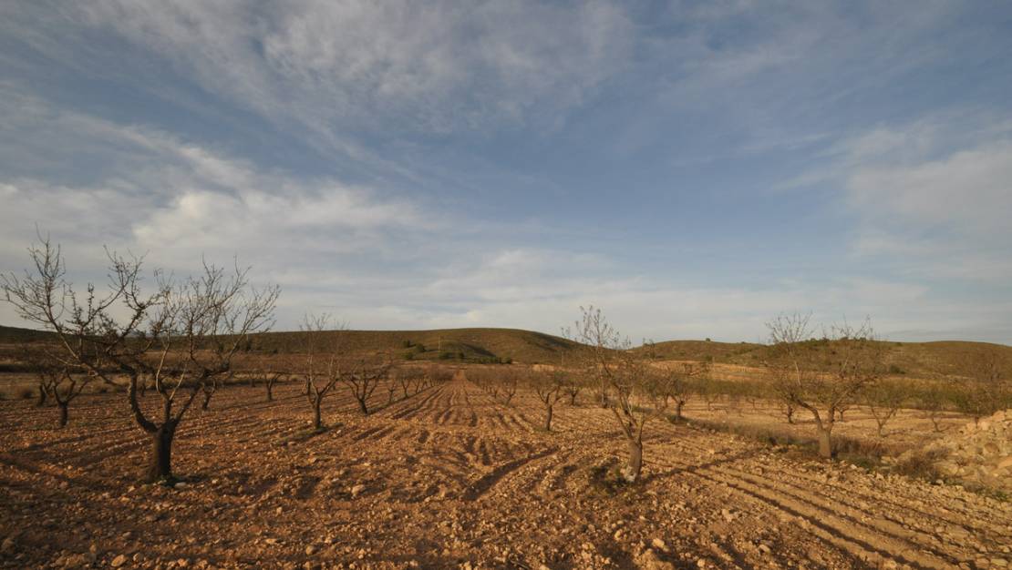 Venta - Land - Abanilla - Abanilla Centro