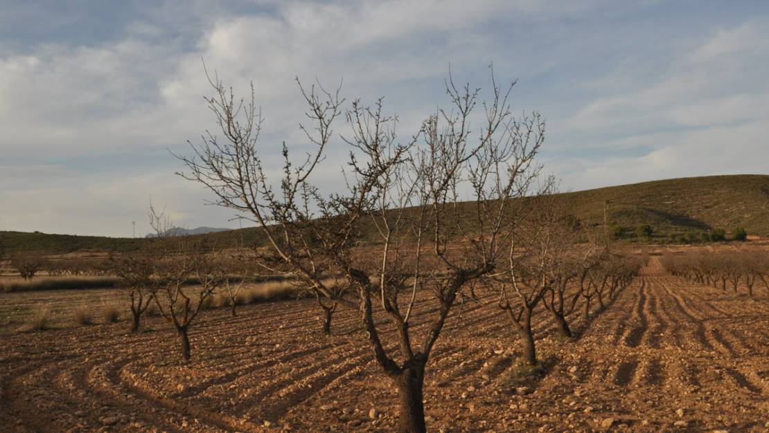Venta - Land - Abanilla - Abanilla Centro