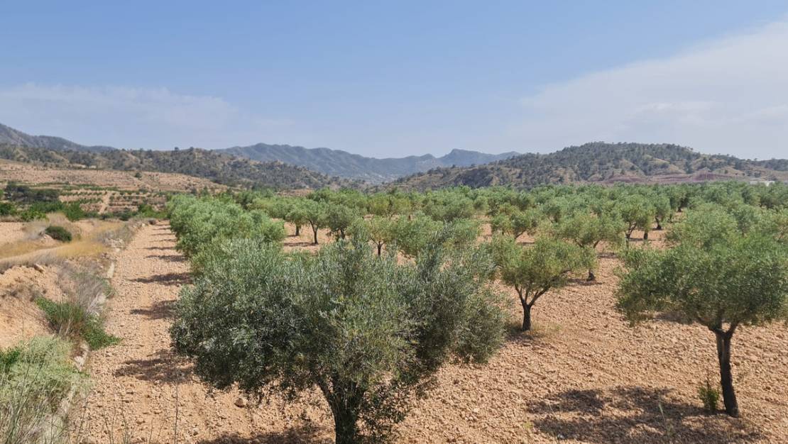 Venta - Land - Abanilla - Abanilla Centro