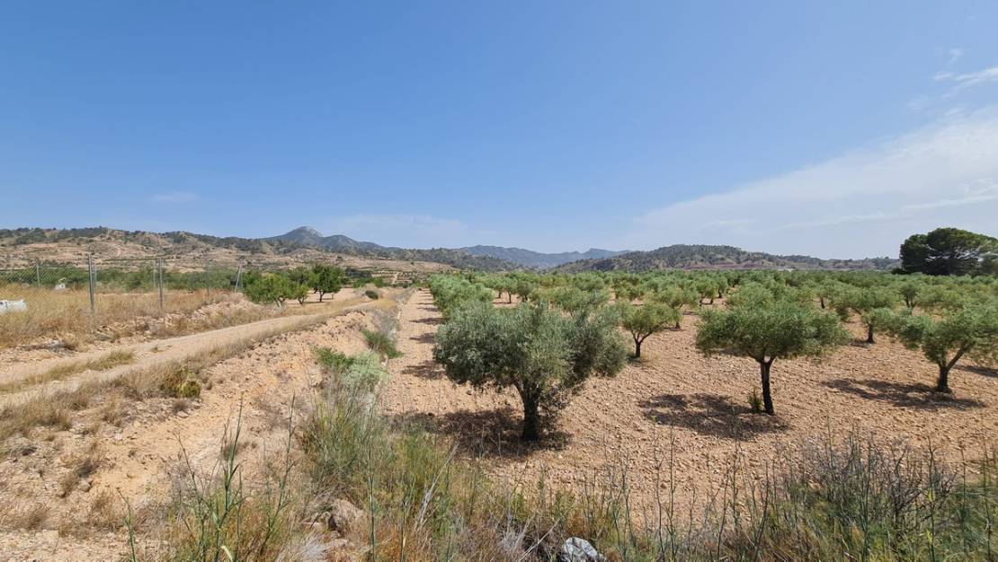 Venta - Land - Abanilla - Abanilla Centro