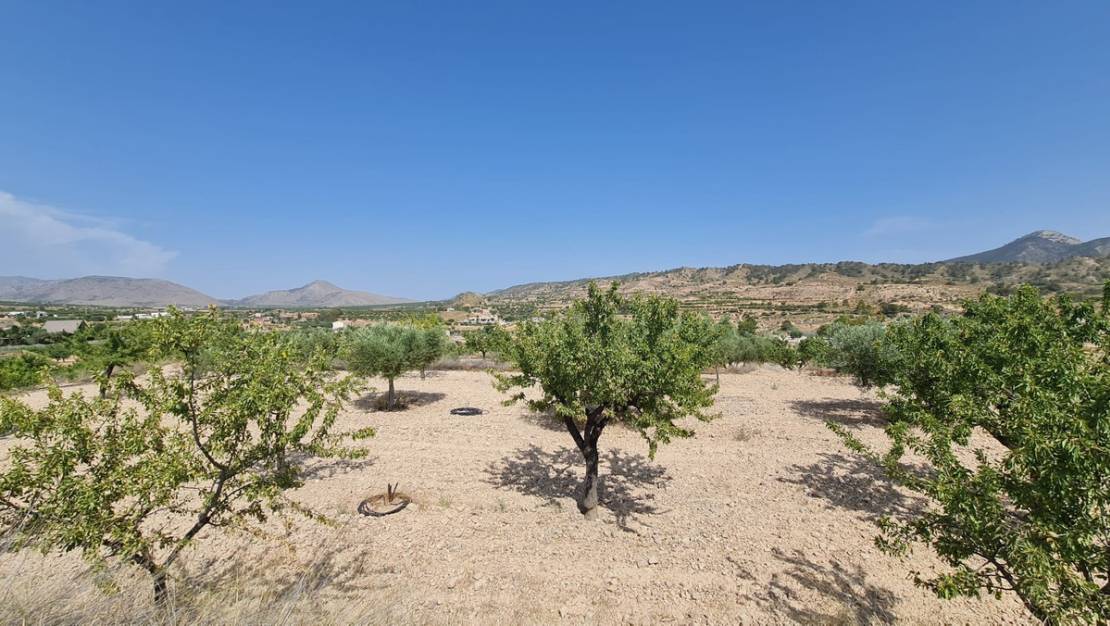 Venta - Land - Abanilla - Abanilla Centro