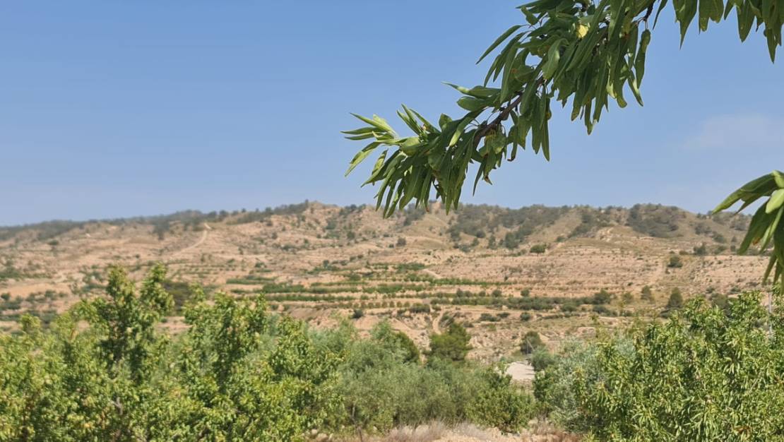 Venta - Land - Abanilla - Abanilla Centro