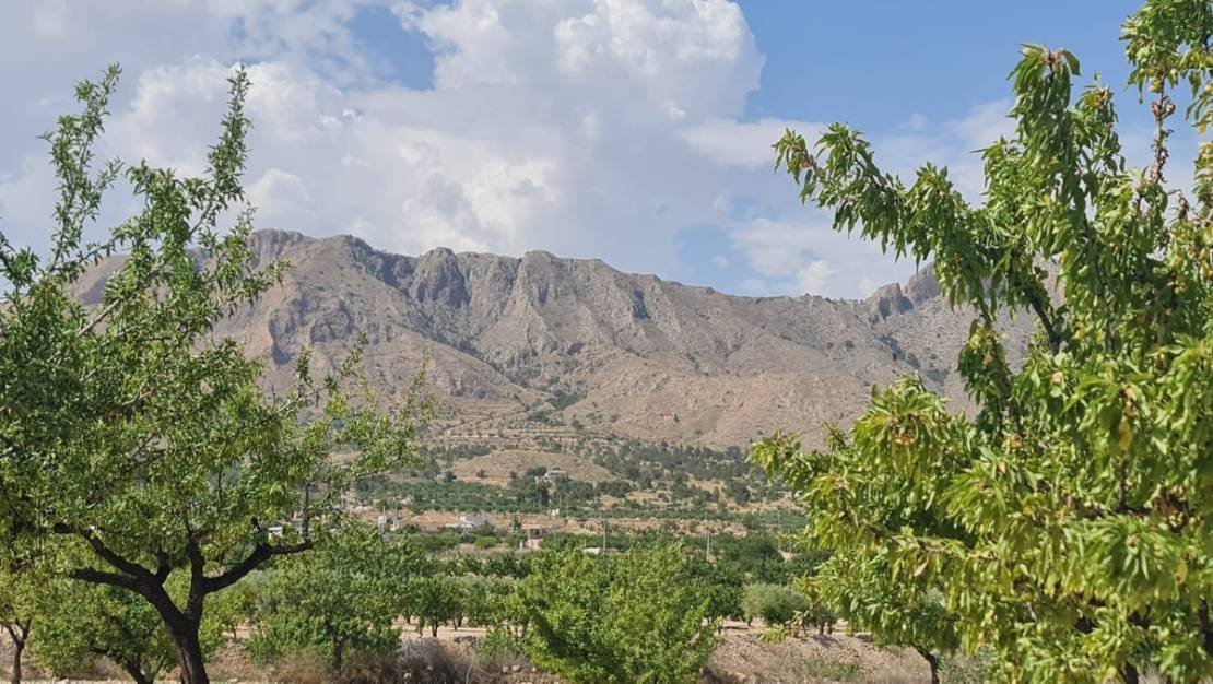 Venta - Land - Abanilla - Abanilla Centro