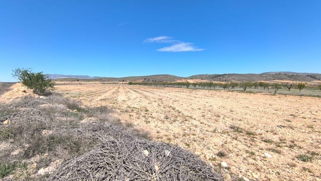 Venta - Land - Abanilla - Canada De La Lena