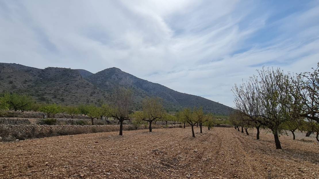 Venta - Land - Algueña