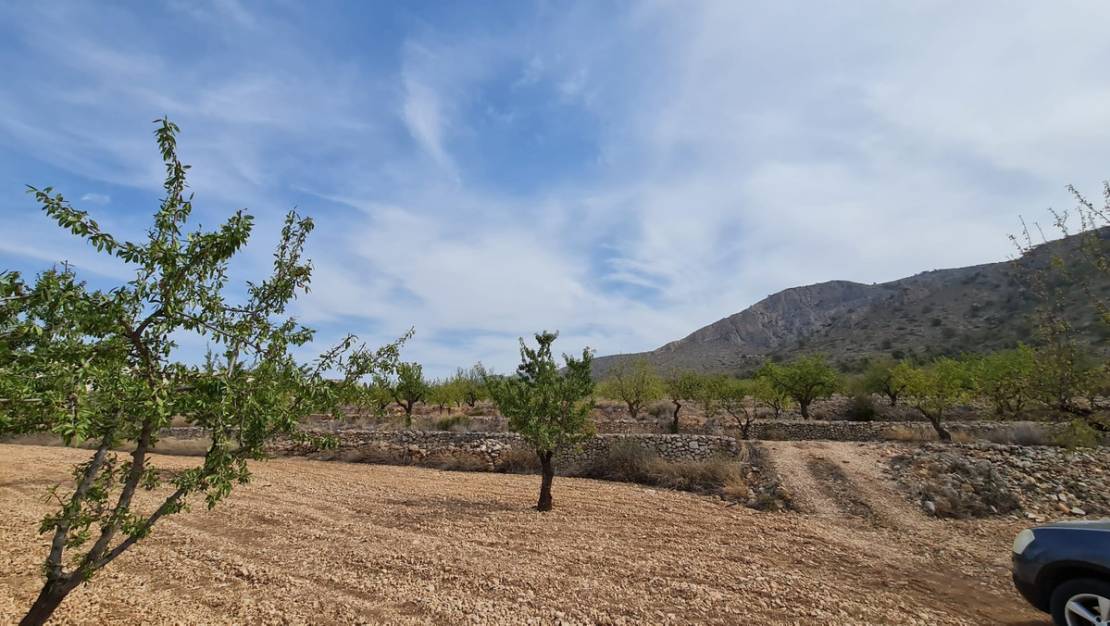 Venta - Land - Algueña