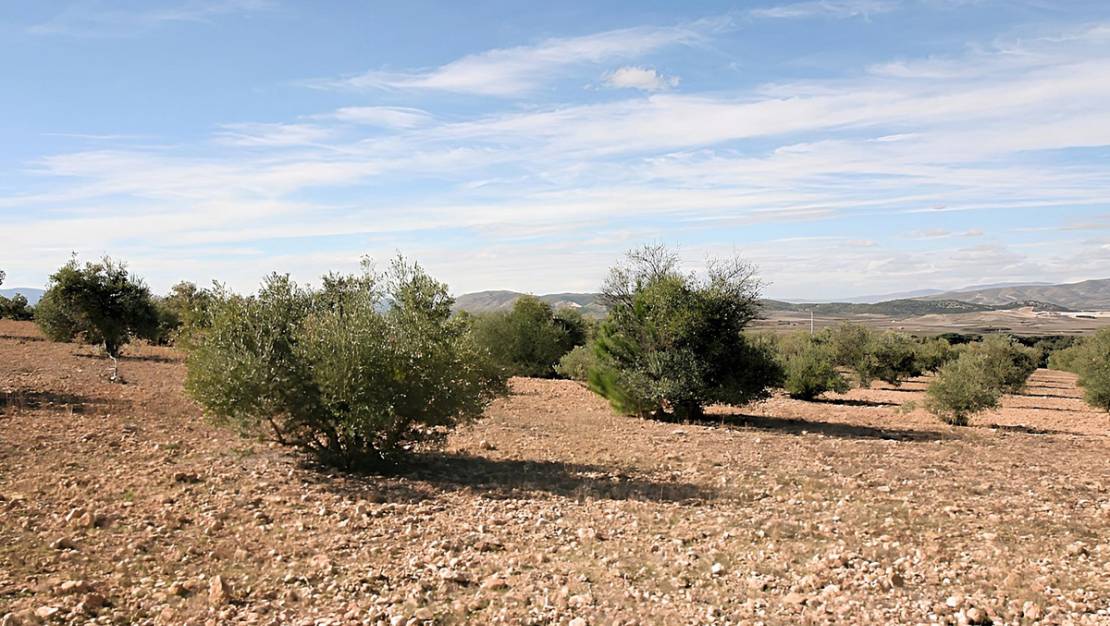 Venta - Land - Biar - Biar Centro