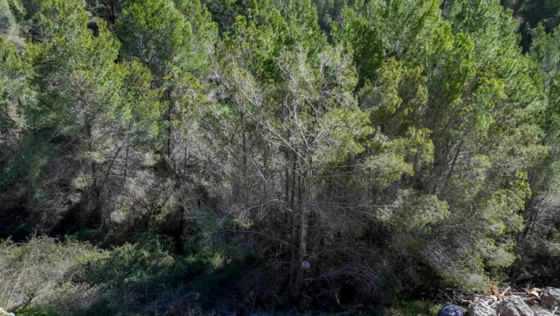 Venta - Land - Callosa d'en Sarria - Callosa d'en Sarria Centro