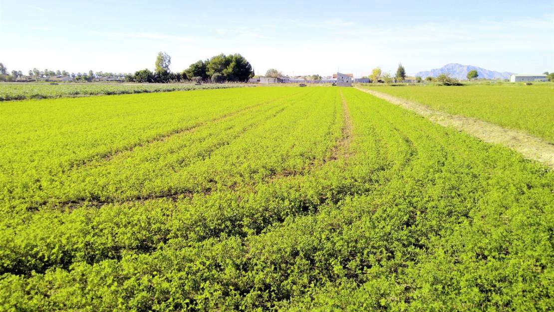 Venta - Land - Dolores - Dolores Centro