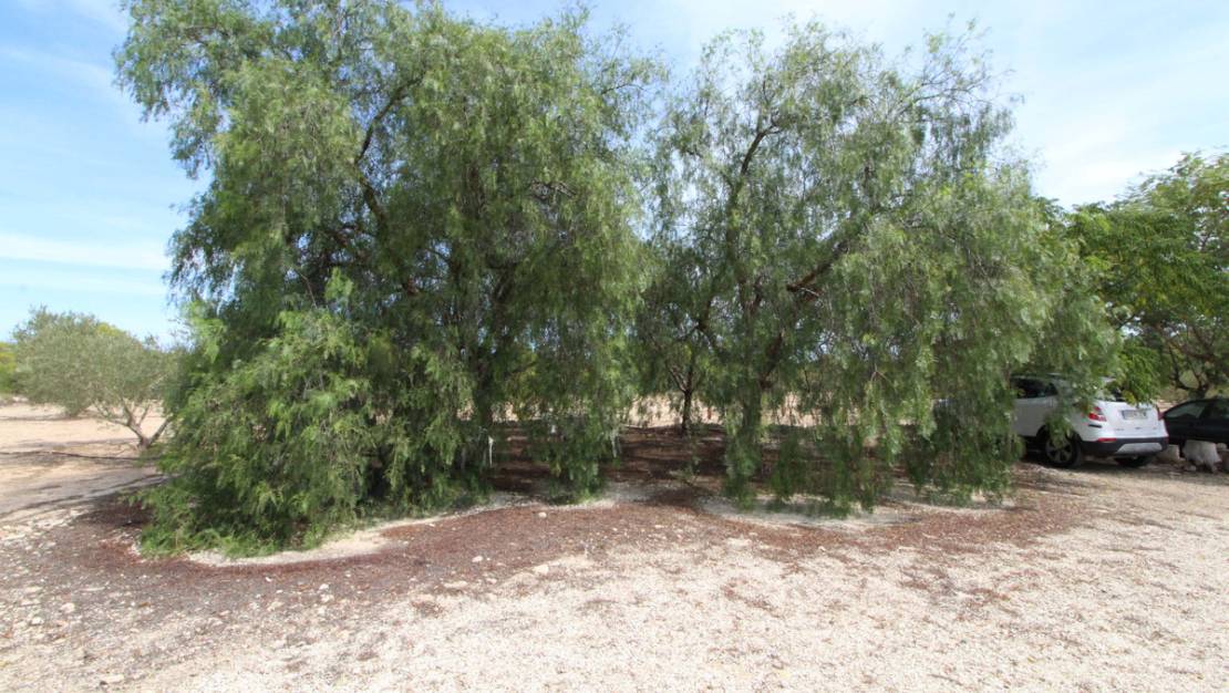 Venta - Land - Elche - Elche Centro