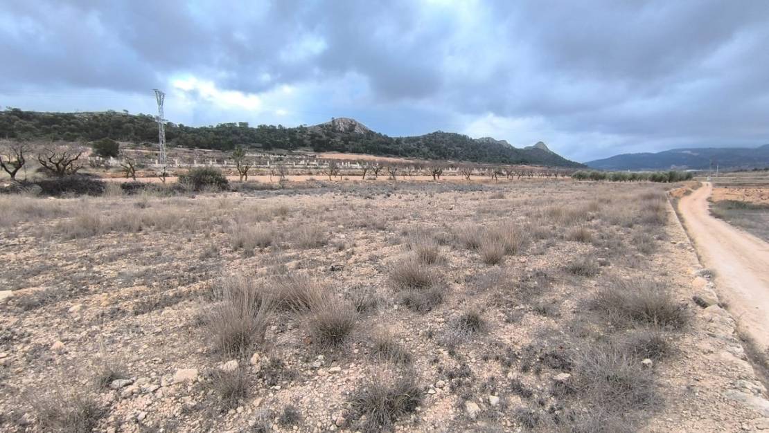Venta - Land - Jalón - La Solana