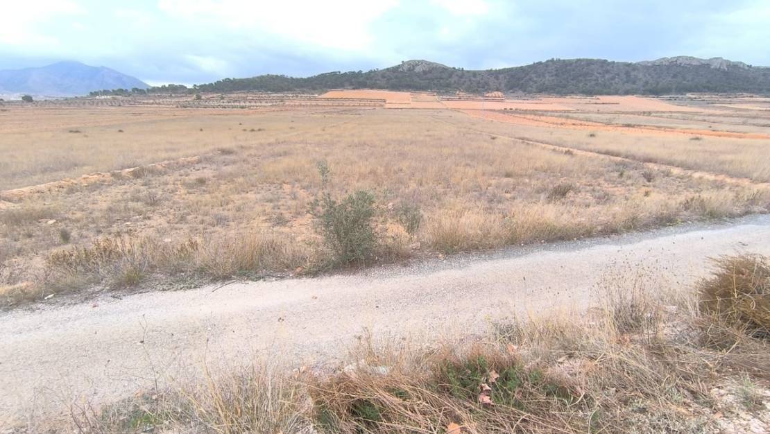 Venta - Land - Jalón - La Solana