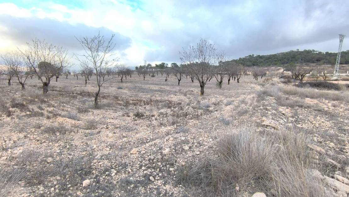 Venta - Land - Jalón - La Solana