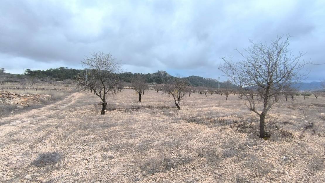 Venta - Land - Jalón - La Solana