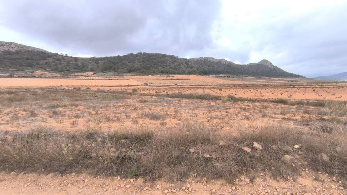 Venta - Land - Jalón - La Solana