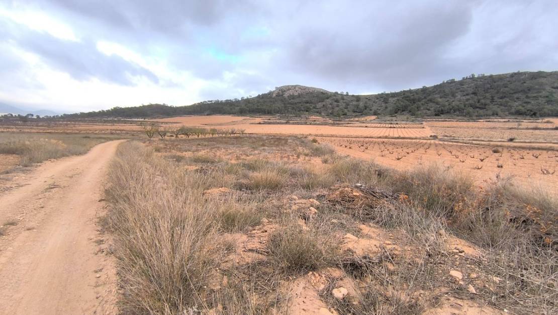 Venta - Land - Jalón - La Solana