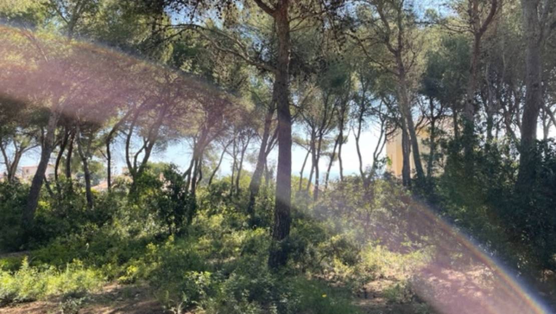 Venta - Land - Jávea - Xàbia - Jávea - Xàbia Centro