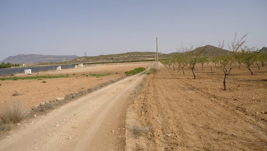 Venta - Land - Jumilla - Cañada del Trigo
