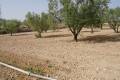 Venta - Land - Jumilla - Cañada del Trigo