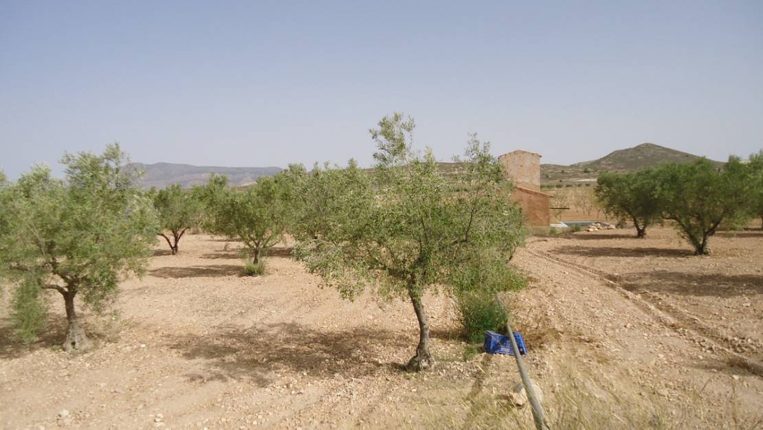 Venta - Land - Jumilla - Cañada del Trigo