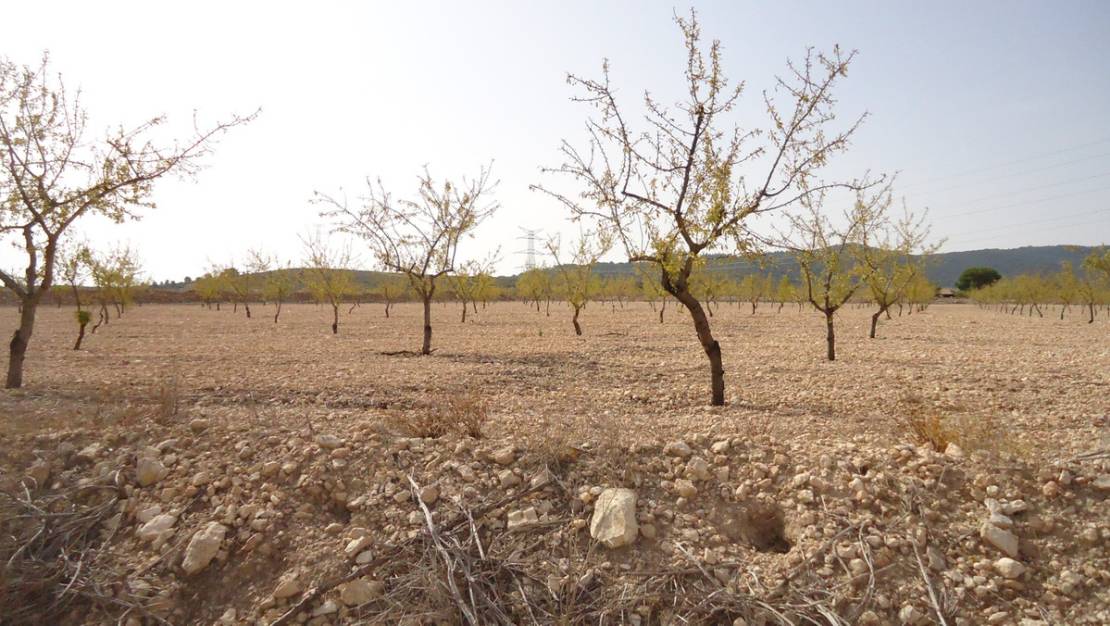 Venta - Land - Jumilla - Cañada del Trigo