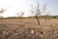 Venta - Land - Jumilla - Cañada del Trigo