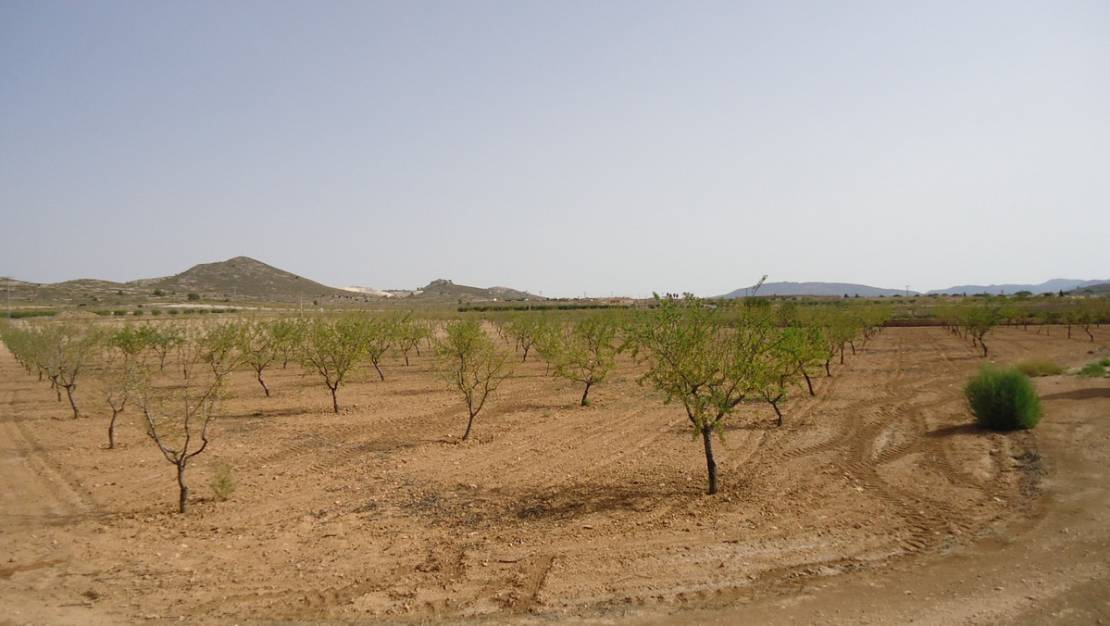 Venta - Land - Jumilla - Cañada del Trigo