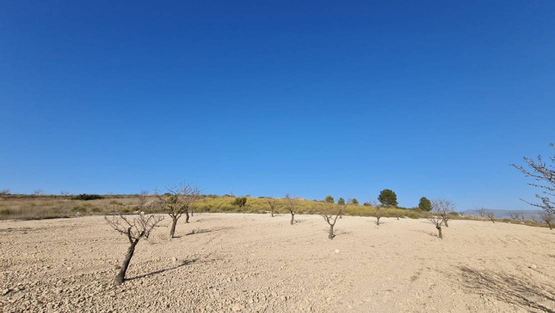 Venta - Land - Jumilla - Jumilla Centro