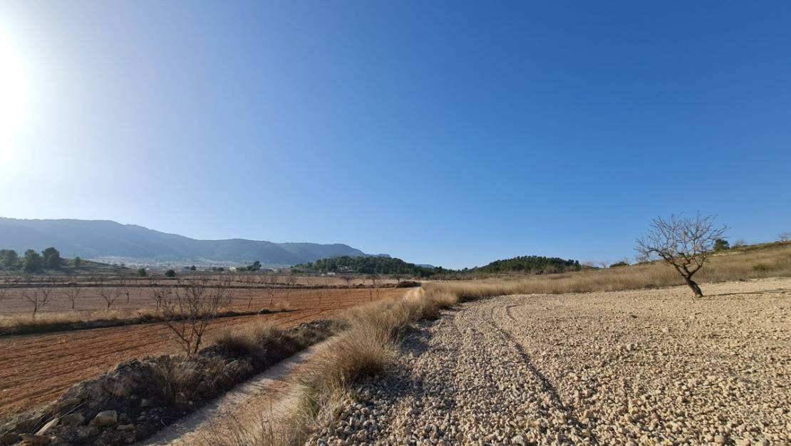 Venta - Land - Jumilla - Jumilla Centro